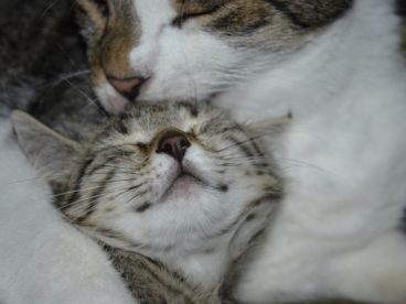 依偎沉睡的小猫图片