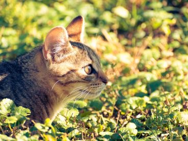 春日小清新草丛小猫图片摄影
