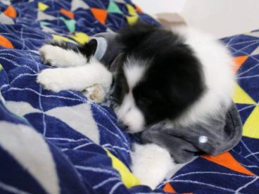 边境牧羊犬