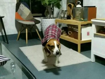 比格犬想麻咪了