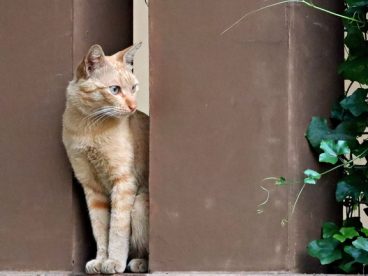 站在栅栏缝里的小猫图片