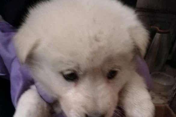 二只流浪犬被抛弃在马路边，女生想请人收留，却遭受商家嫌弃
