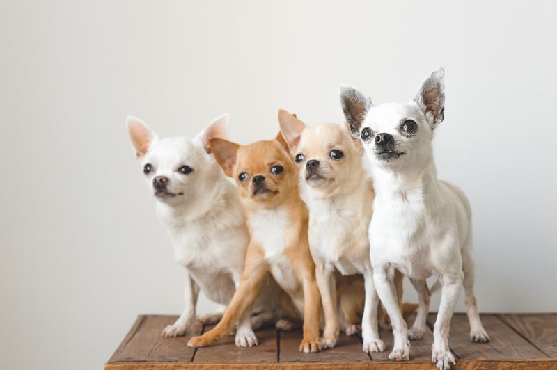 比格犬品种介绍：您的宠物companion