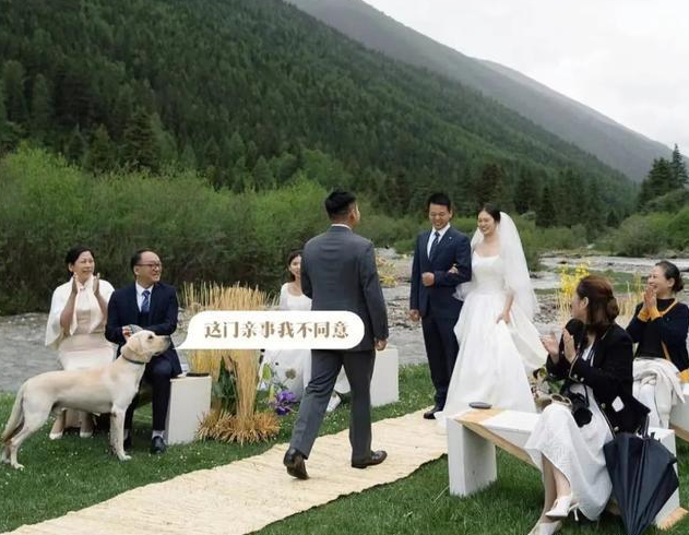 “狗在婚礼上抢走了我老公”，网友婚礼现场发生意外，笑翻了