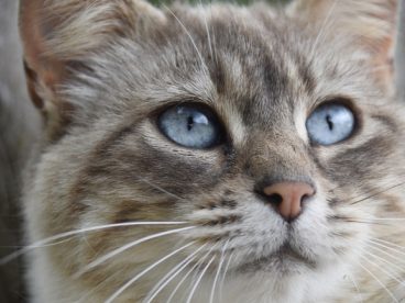 蓝眼睛的小猫头部摄影图片