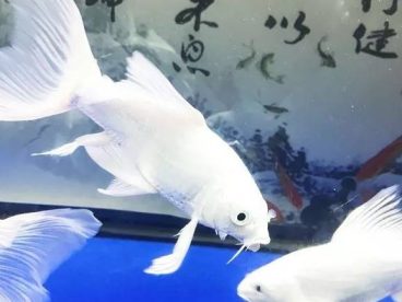 鱼友“爱我你会火”曾在网上晒出自家的蝴蝶鲤美照，有黑白色调、有彩色原图。在白灯的加持下，每一条的蝴蝶鲤都是石膏白、大七鳍，飘逸非凡、品相霸气，很漂亮！一起来欣赏一下！~