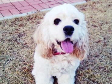 美国可卡犬图片