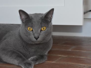 可爱灰色猫图片