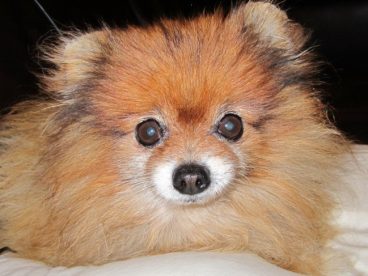 博美犬可爱图片