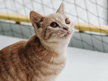 呆萌橘色短毛猫图片
