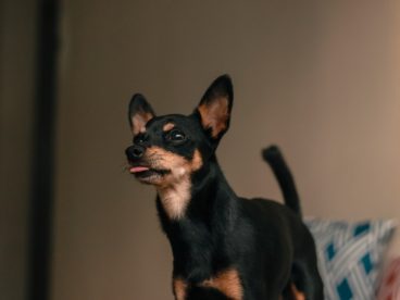迷你小杜宾犬图片