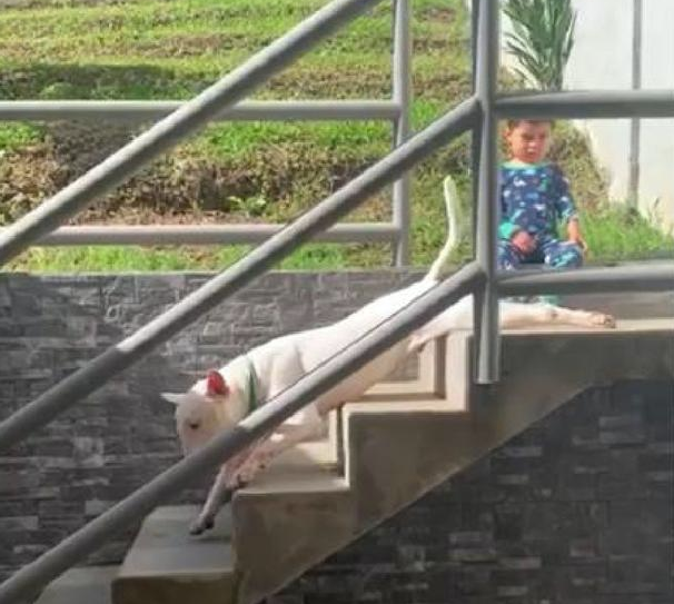 小狗每一次下楼的情况下，都横躺着滑下去，主人家：它便是太懒了！