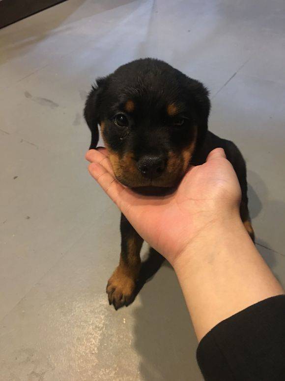 罗威纳犬聪明懂事，个性沉稳，对主人绝对忠诚，它善于分辨善恶是非，听从口令，服从主人指挥。