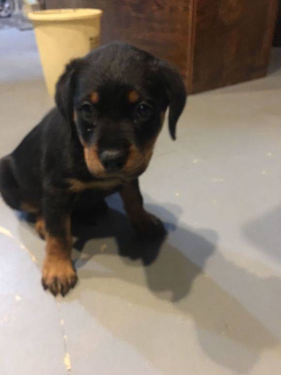 罗威纳犬聪明懂事，个性沉稳，对主人绝对忠诚，它善于分辨善恶是非，听从口令，服从主人指挥。