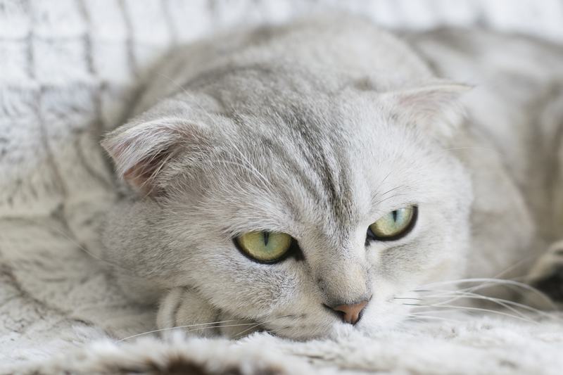 褴褛猫品种介绍