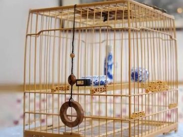 上班族养的绣眼鸟