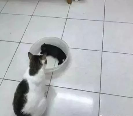 好奇心喵偷摸瞌睡小黑狗,下一秒小黑狗的反映会亮!