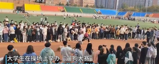 高校新宠“纸箱小狗”频出,当代大学生都咋了?心理专家给出分析