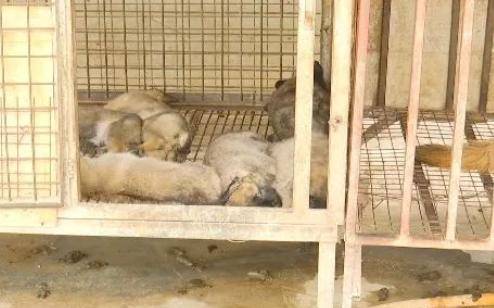 昆明一养殖基地60只狗中毒身亡，老板怀疑有人故意投毒