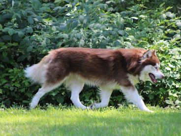 赫斯基大型犬图片