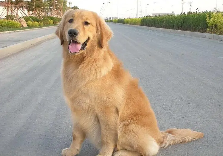 鞍山6岁女孩在小区被金毛犬扑倒撕咬，金毛狗有多凶残？