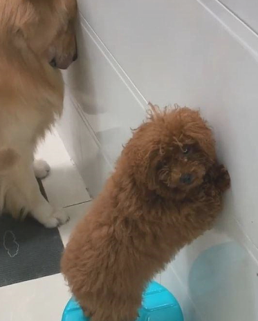 狗狗头靠墙面罚站，媳妇正觉得心痛，见到一旁却不吭声了