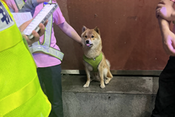 走丢柴犬误闯进地铁站，工作人员找到后抱它离开，像明星