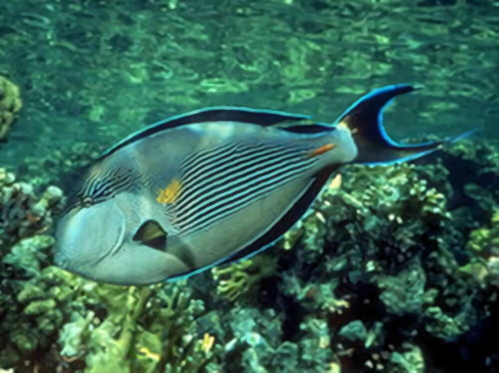 红海骑士身份信息