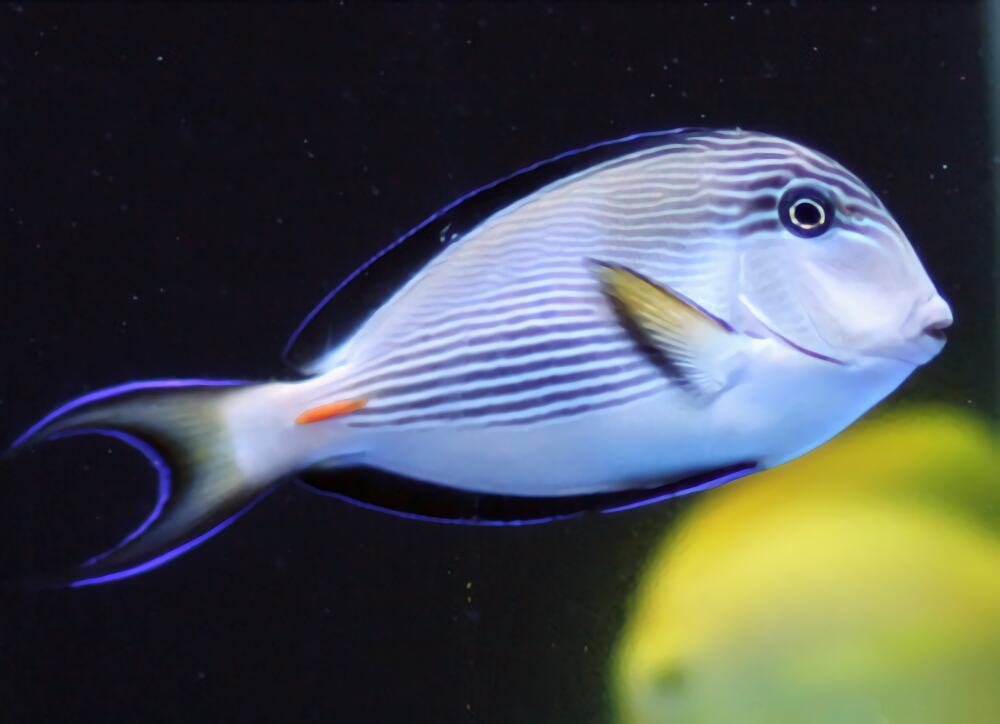 红海骑士身份信息
