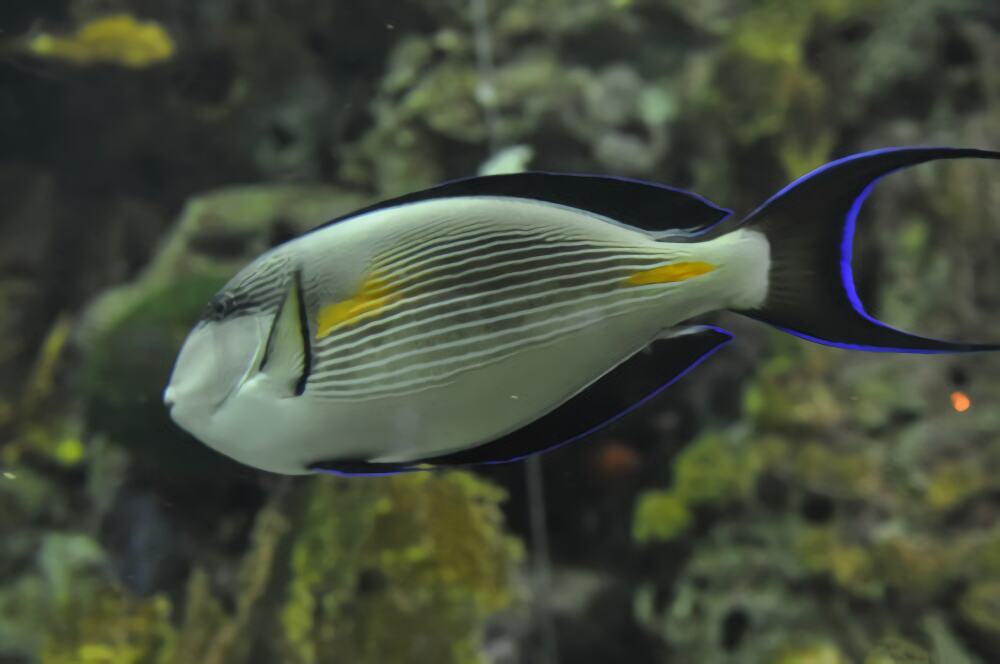 红海骑士身份信息