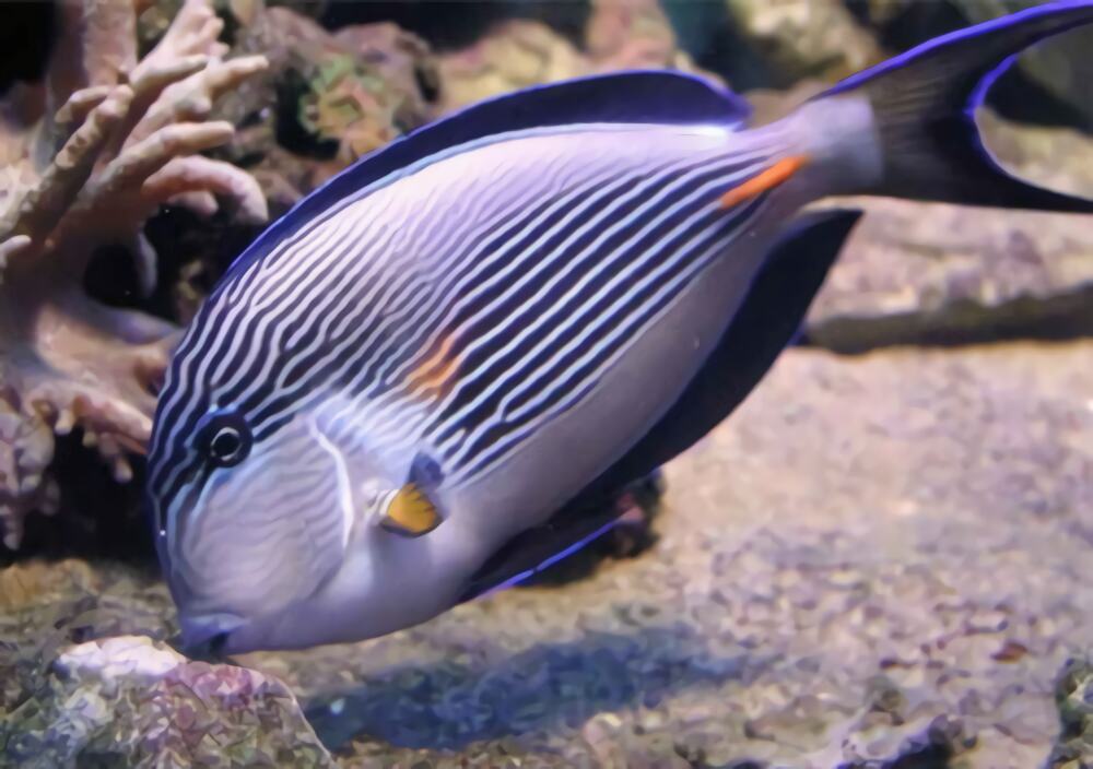 红海骑士身份信息