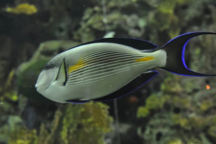 红海骑士身份信息
