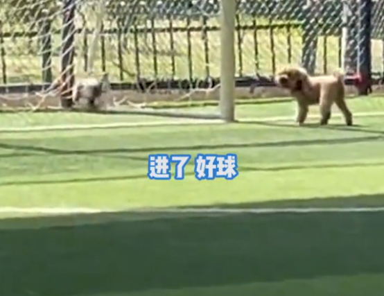 天赋异禀，小狗看了几场球赛之后便学会盘带射门