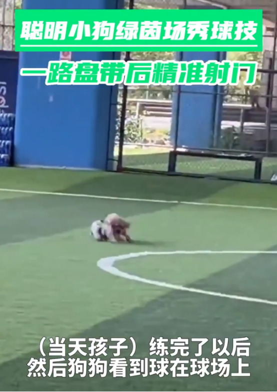 天赋异禀，小狗看了几场球赛之后便学会盘带射门
