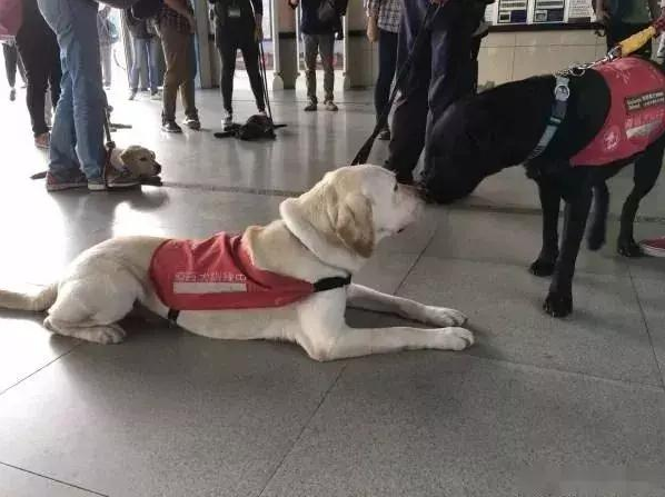 乘坐地铁偶遇一群拉布拉多，原先是导盲犬小小的见习生！