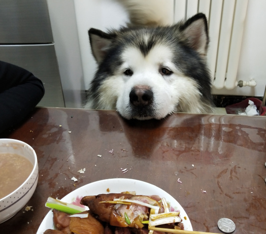 “胖儿子”很馋肉，要是闻到有肉味也不吃狗粮，它务必要吃