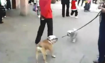 男主人不给狗狗买肉串，过路人都看不顺眼他了！