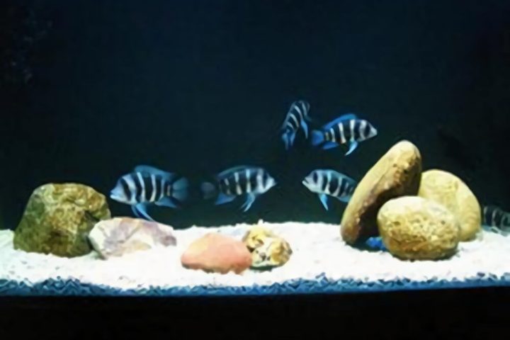 短鼻六间鱼身份信息