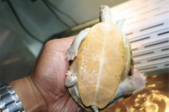 史密斯棱背龟身份信息
