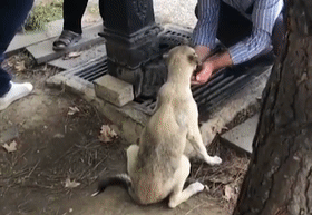 捡到个小流浪狗,网友却集体被萌化:它真的好有礼貌!