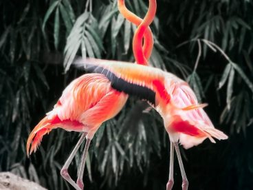 两只红色火烈鸟图片