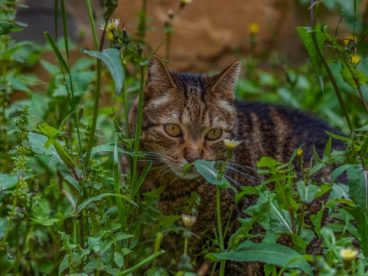 草丛里一只虎斑猫图片