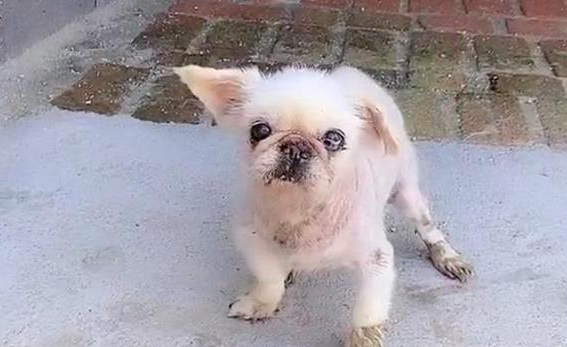 丢半年的京巴犬,竟出现在2千公里以外城市