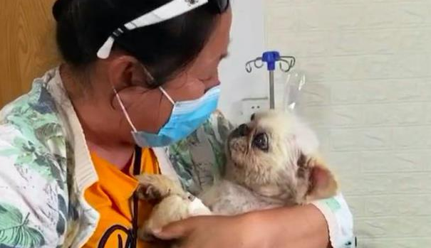 丢半年的京巴犬,竟出现在2千公里以外城市