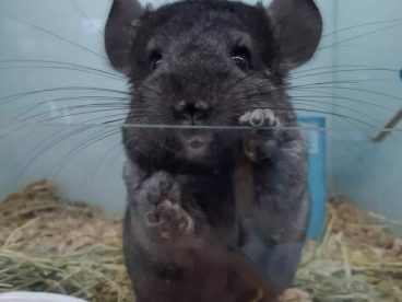 纯黑龙猫Homozygous Ebony Chinchilla，带有两对黑色对偶基因的龙猫被称为Homozygous Ebony（纯黑色），它们完全不带其它颜色的杂毛，黑到连眼睛都找不到在哪里，而毛质有明显的闪亮的光泽。纯黑色比全黑色珍贵很多，而Charoal则是另一纯黑的称呼，解作黑炭色，同是很黑的龙猫的名称，和纯黑相似，但明显分别是黑炭的毛没有明显的闪亮的光泽。