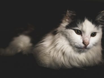 挪威森林长毛猫图片