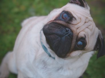 草地可爱法兰西斗牛犬摄影图片
