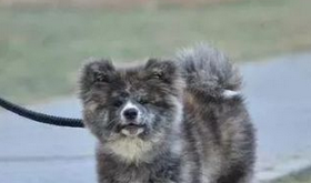 中国最为凶猛的犬种，藏獒在它面前不够看，曾是中国第一犬