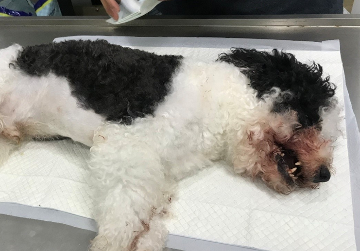 朝阳一小区多只宠物狗被毒死，警方介入调查