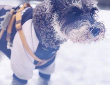 下雪啦哈哈哈，带着我家雪纳瑞犬出门玩雪啦